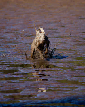 Muddy Dog Splashing Water.jpg Wallpaper