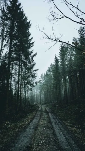 Muddy Pathways Of Dusky Forest Iphone Wallpaper