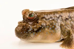 Mudskipper Close Up Portrait Wallpaper