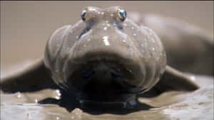 Mudskipper_ Closeup.jpg Wallpaper