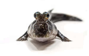 Mudskipper Frontal Portrait Wallpaper