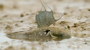 Mudskipper_ Perched_on_ Mudflat.jpg Wallpaper