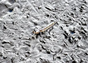 Mudskipperin Muddy Habitat Wallpaper