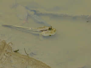 Mudskipperin Natural Habitat Wallpaper