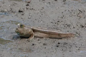 Mudskipperon Muddy Shore Wallpaper