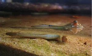 Mudskipperon Sandbank.jpg Wallpaper