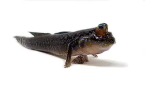 Mudskipperon White Background Wallpaper