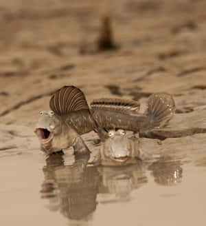 Mudskipperson Muddy Shore.jpg Wallpaper