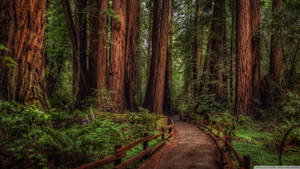 Muir Woods Forest Background Wallpaper