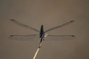 Multifaceted Wings Of A Dragonfly Wallpaper