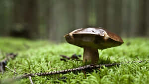 Mushroom In Forest Depth Wallpaper
