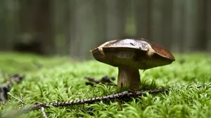 Mushroom In Forest Depth Wallpaper