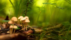 Mushroom Shallow Photography Wallpaper