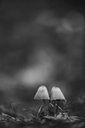 Mushrooms Black Phone Wallpaper