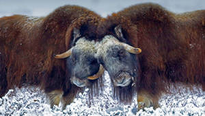 Musk Ox Bumping Heads Wallpaper