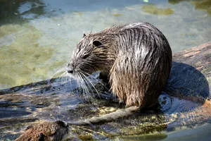Muskrat On Log In Water.jpg Wallpaper