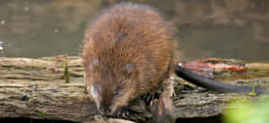 Muskrat On Log Near Water.jpg Wallpaper