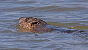 Muskrat Swimmingin Water.jpg Wallpaper