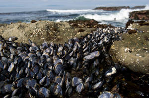 Mussels Growing By The Sea Wallpaper