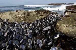 Mussels Growing By The Sea Wallpaper