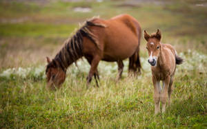 Mustang Horse Eating And Cute Mongolian Foal Wallpaper