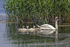 Mute Swan Mother Bird Floating Wallpaper