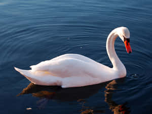 Mute Swan Under Sun [wallpaper] Wallpaper