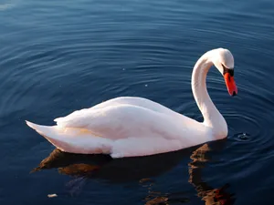 Mute Swan Under Sun [wallpaper] Wallpaper