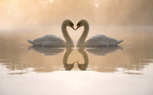 Mute Swans Kissing [wallpaper] Wallpaper