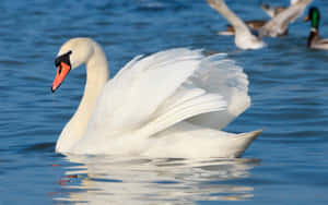 Mute White Swan Swimming [wallpaper] Wallpaper