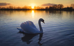 Mute White Swan [wallpaper] Wallpaper