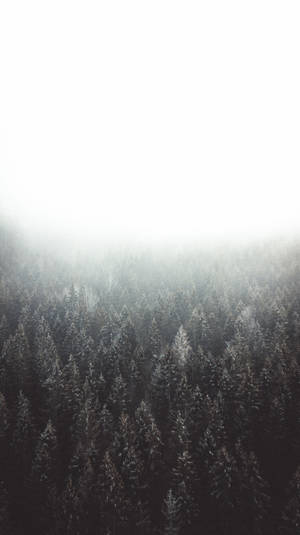 Muted Hd Forest Wallpaper