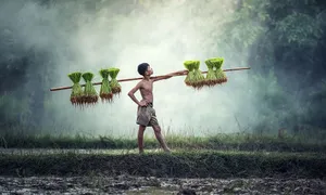 Myanmar Kid Farmer Wallpaper