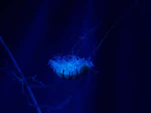 Mysteries Of The Deep Sea Wallpaper