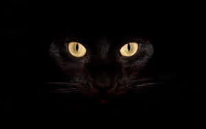 Mysterious Black Cat Glowing Eyes Wallpaper