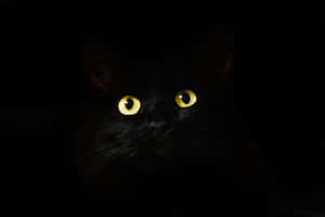 Mysterious Black Cat Glowing Eyes Wallpaper