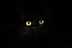 Mysterious Black Cat Glowing Eyes Wallpaper