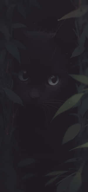 Mysterious Black Catin Shadows.jpg Wallpaper