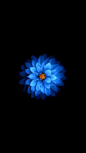 Mysterious Blooming Dark Flower Wallpaper