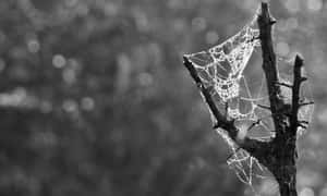 Mysterious Cobweb Close-up Wallpaper