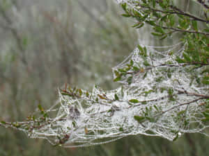 Mysterious Cobwebs On An Old Wall Wallpaper