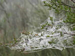 Mysterious Cobwebs On An Old Wall Wallpaper