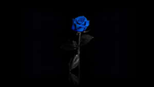 Mysterious Dark Flower In Full Bloom Wallpaper