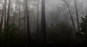 Mysterious Dark Landscape Under The Night Sky Wallpaper