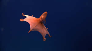 Mysterious Deep-sea Vampire Squid Lurking In Darkness Wallpaper