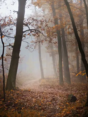 Mysterious Fall Fog In The Forest Wallpaper