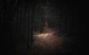 Mysterious Forest In The Moonlight Wallpaper