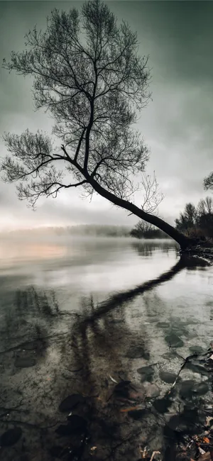 Mysterious Forest Path Wallpaper