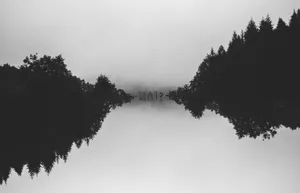 Mysterious Forest Symmetry.jpg Wallpaper