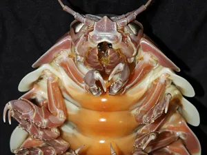 Mysterious Giant Isopod In Its Natural Habitat. Wallpaper